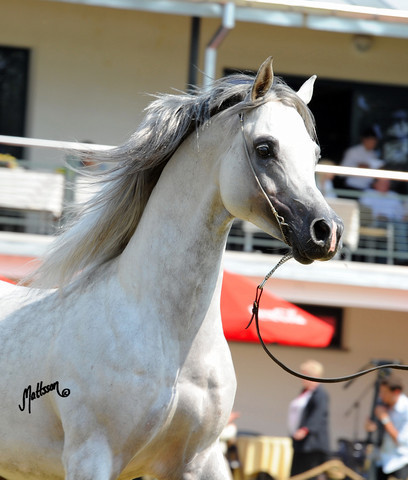 The 2011 Polish National Championships & Pride of Poland Sale
