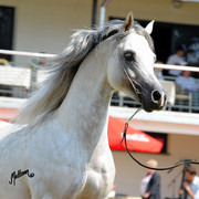 The 2011 Polish National Championships & Pride of Poland Sale