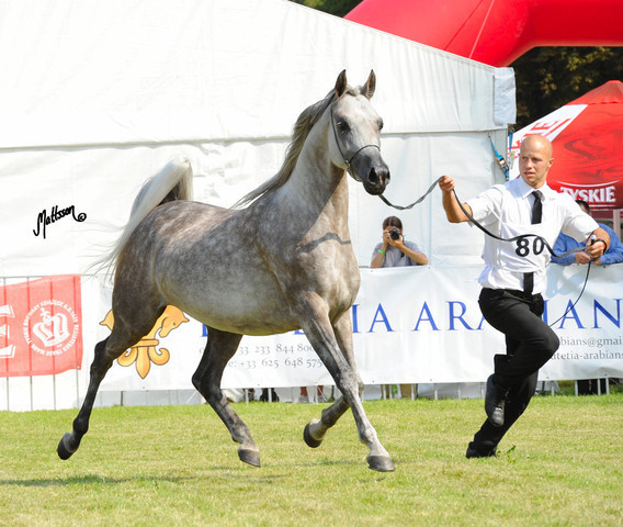The 2011 Polish National Championships & Pride of Poland Sale