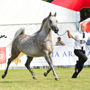 The 2011 Polish National Championships & Pride of Poland Sale