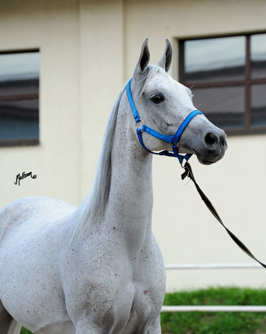 The 2011 Polish National Championships & Pride of Poland Sale