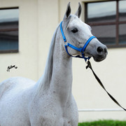 The 2011 Polish National Championships & Pride of Poland Sale