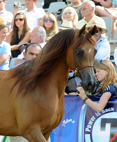 The 2011 Polish National Championships & Pride of Poland Sale