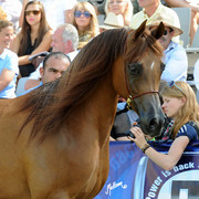 The 2011 Polish National Championships & Pride of Poland Sale