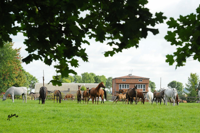The 2011 Polish National Championships & Pride of Poland Sale