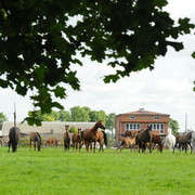 The 2011 Polish National Championships & Pride of Poland Sale