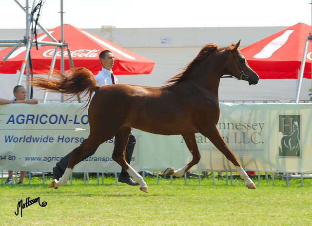 The 2011 Polish National Championships & Pride of Poland Sale