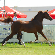 The 2011 Polish National Championships & Pride of Poland Sale
