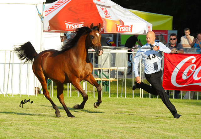 The 2011 Polish National Championships & Pride of Poland Sale