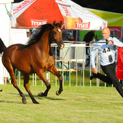 The 2011 Polish National Championships & Pride of Poland Sale
