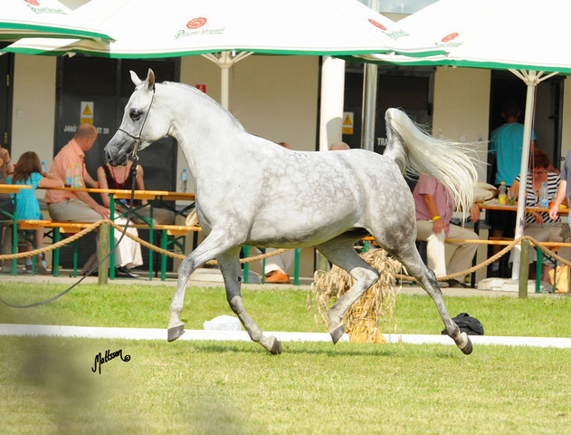 The 2011 Polish National Championships & Pride of Poland Sale