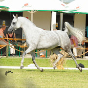 The 2011 Polish National Championships & Pride of Poland Sale