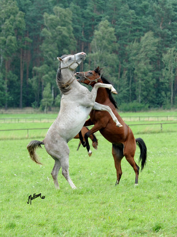 The 2011 Polish National Championships & Pride of Poland Sale