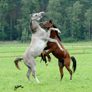 The 2011 Polish National Championships & Pride of Poland Sale