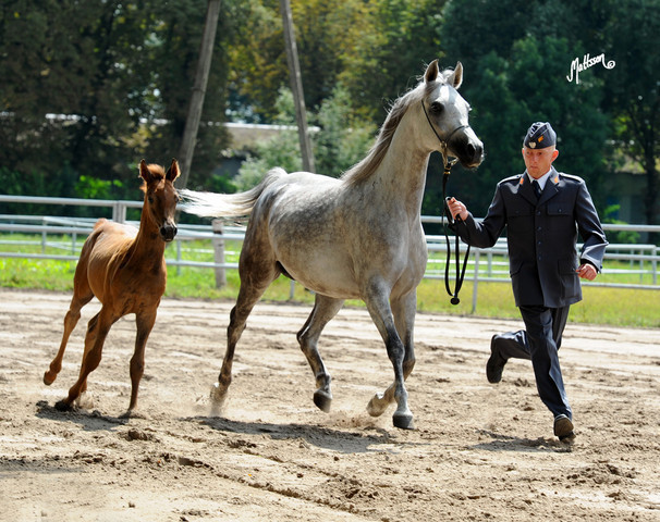 The 2011 Polish National Championships & Pride of Poland Sale