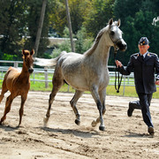 The 2011 Polish National Championships & Pride of Poland Sale
