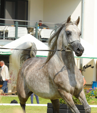 The 2011 Polish National Championships & Pride of Poland Sale