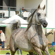 The 2011 Polish National Championships & Pride of Poland Sale