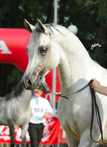The 2011 Polish National Championships & Pride of Poland Sale