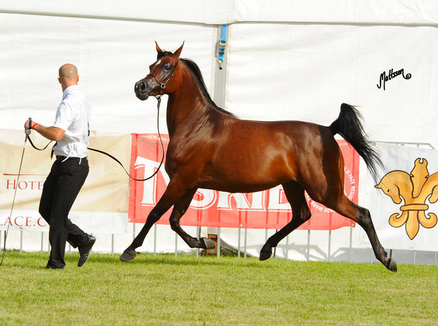 The 2011 Polish National Championships & Pride of Poland Sale