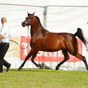 The 2011 Polish National Championships & Pride of Poland Sale
