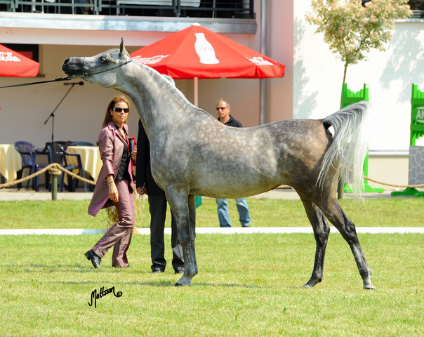 The 2011 Polish National Championships & Pride of Poland Sale