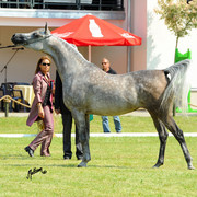 The 2011 Polish National Championships & Pride of Poland Sale