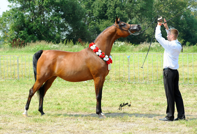 The 2011 Polish National Championships & Pride of Poland Sale