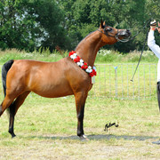 The 2011 Polish National Championships & Pride of Poland Sale
