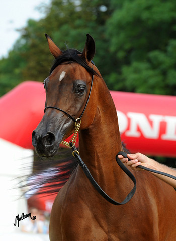 The 2011 Polish National Championships & Pride of Poland Sale