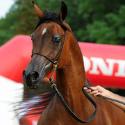 The 2011 Polish National Championships & Pride of Poland Sale