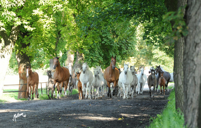 The 2011 Polish National Championships & Pride of Poland Sale