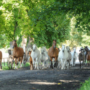 The 2011 Polish National Championships & Pride of Poland Sale