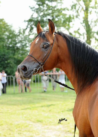The 2011 Polish National Championships & Pride of Poland Sale