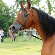 The 2011 Polish National Championships & Pride of Poland Sale