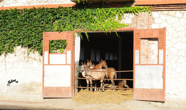 The 2011 Polish National Championships & Pride of Poland Sale