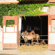 The 2011 Polish National Championships & Pride of Poland Sale