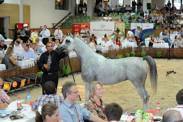 The 2011 Polish National Championships & Pride of Poland Sale