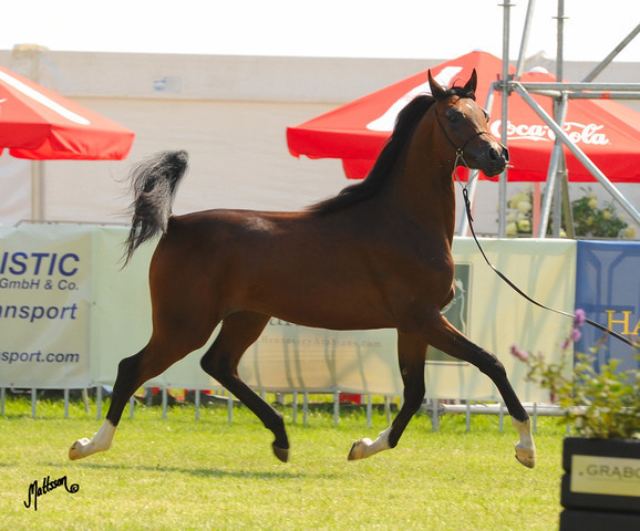 The 2011 Polish National Championships & Pride of Poland Sale