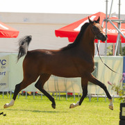 The 2011 Polish National Championships & Pride of Poland Sale
