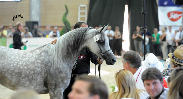 The 2011 Polish National Championships & Pride of Poland Sale