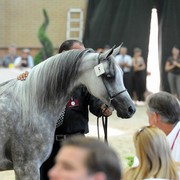 The 2011 Polish National Championships & Pride of Poland Sale
