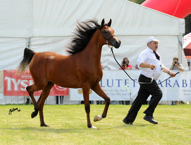 The 2011 Polish National Championships & Pride of Poland Sale