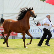 The 2011 Polish National Championships & Pride of Poland Sale