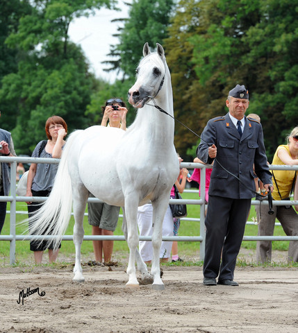 The 2011 Polish National Championships & Pride of Poland Sale