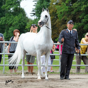 The 2011 Polish National Championships & Pride of Poland Sale