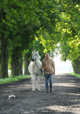 The 2011 Polish National Championships & Pride of Poland Sale