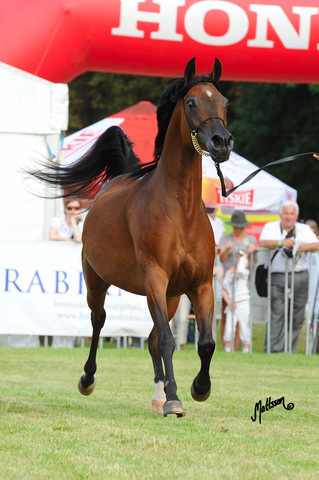 The 2011 Polish National Championships & Pride of Poland Sale