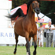 The 2011 Polish National Championships & Pride of Poland Sale