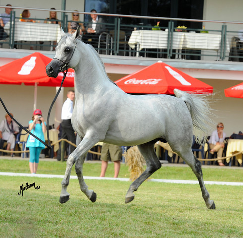 The 2011 Polish National Championships & Pride of Poland Sale